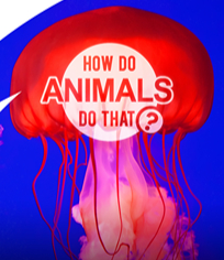 动物奇门功夫 第1季